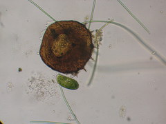 Paramecium bursaria