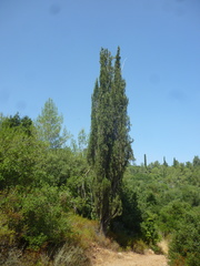 Cupressus sempervirens