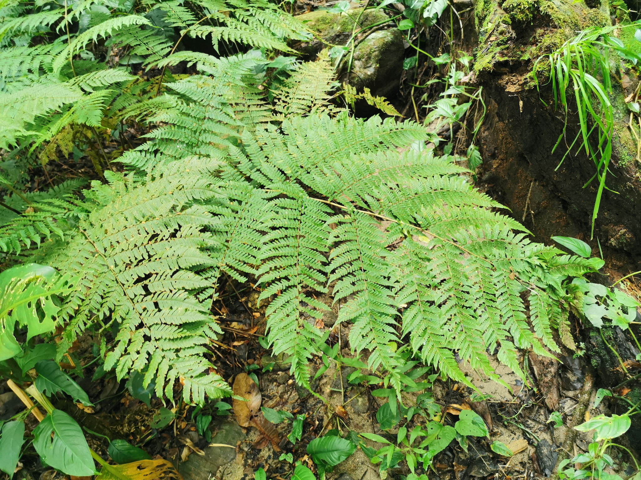 Megalastrum villosum