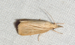 Diatraea evanescens