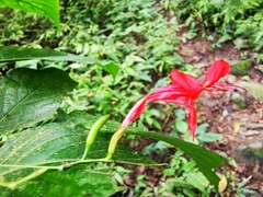 Ruellia macrophylla