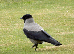 Corvus cornix