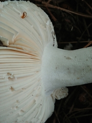 Russula grisea