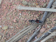 Traumatomutilla spectabilis