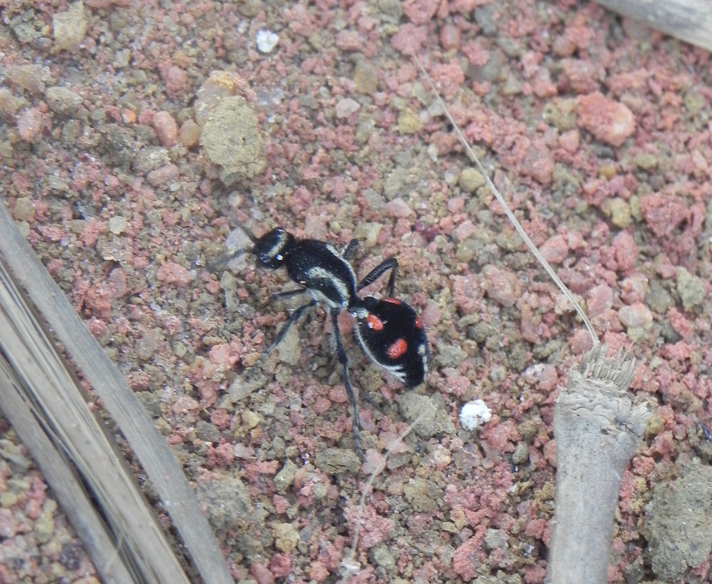 Traumatomutilla spectabilis