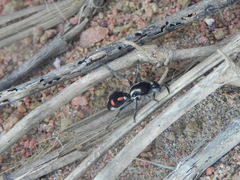 Traumatomutilla spectabilis