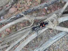 Traumatomutilla spectabilis