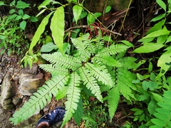 Adiantum pulverulentum