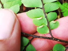 Adiantum pulverulentum