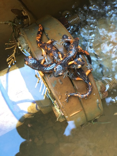 Ensatina, Ensatina eschscholtzii