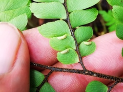 Adiantum pulverulentum