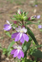 Collinsia violacea