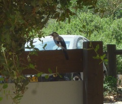 Garrulus glandarius atricapillus