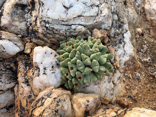 Conophytum quaesitum