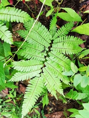 Adiantum pulverulentum