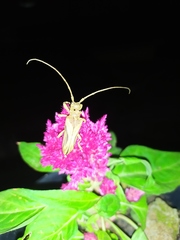 Rhaphiptera