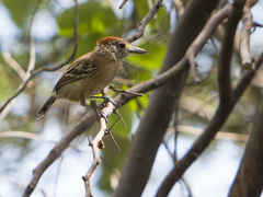 Sakesphorus canadensis