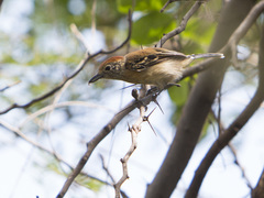 Sakesphorus canadensis