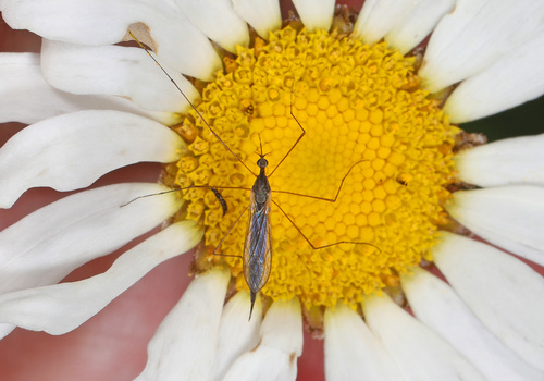 Toxorhina muliebris