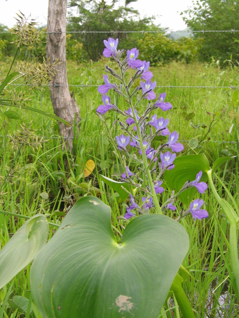 Cabanisia