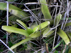 Aechmea blanchetiana
