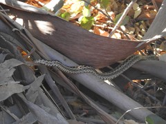Pituophis catenifer pumilus