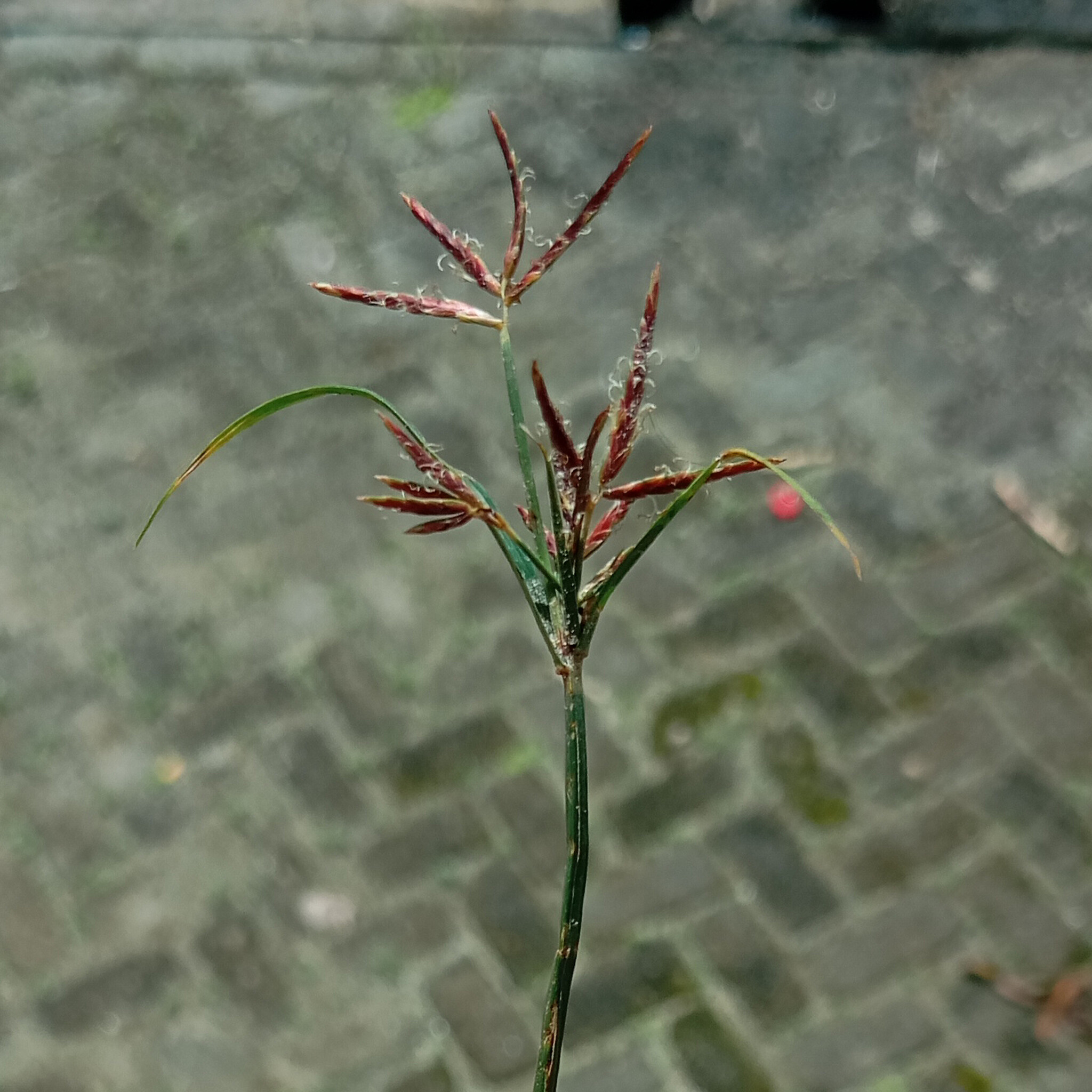 Cyperus rotundus