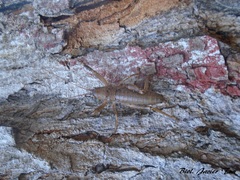 Nesoecia nigrispina