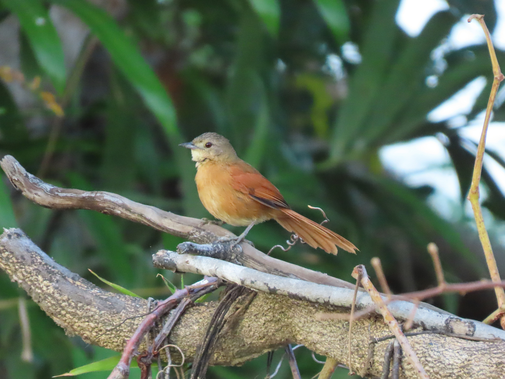 White-lored Spinetail (Synallaxis albilora), photo 3