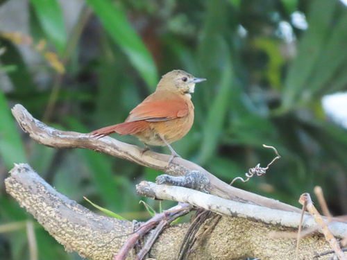 White-lored Spinetail (Synallaxis albilora), photo 7