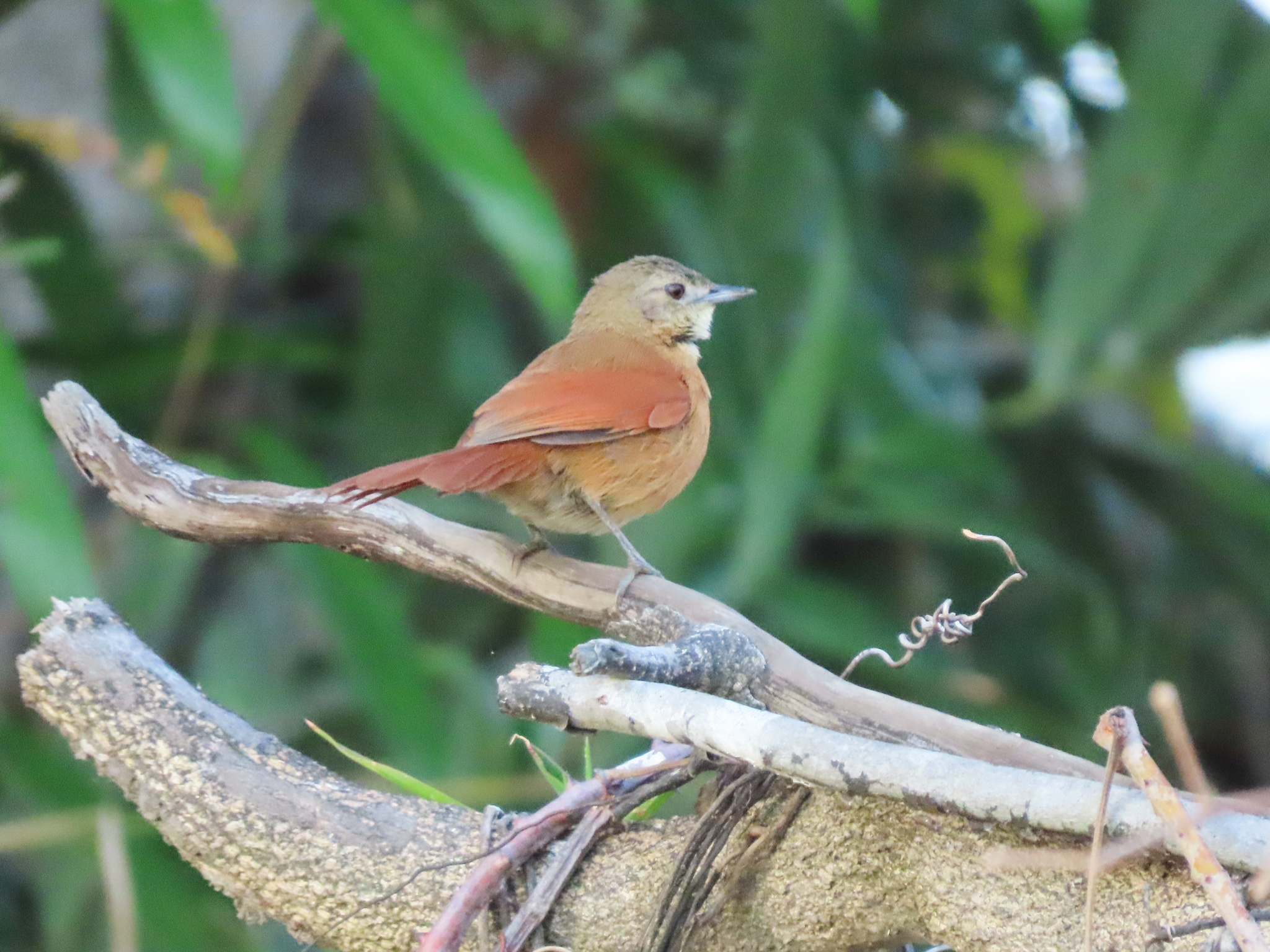 White-lored Spinetail (Synallaxis albilora), photo 4