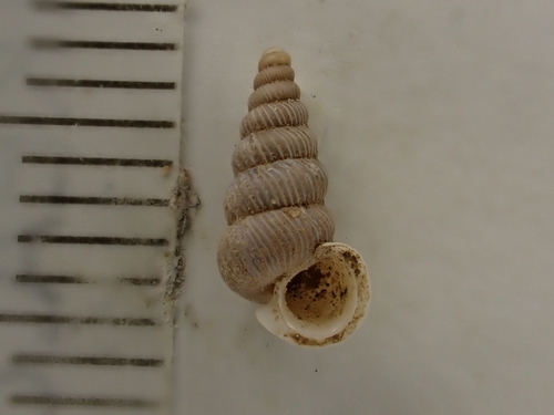 Cochlostoma patulum