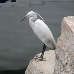 Egretta garzetta