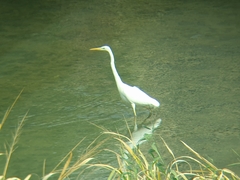 Ardea alba alba