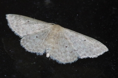 Idaea neovalida