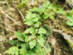 Anemia hirsuta