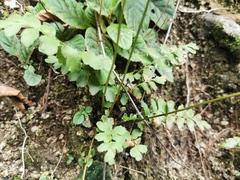 Anemia hirsuta