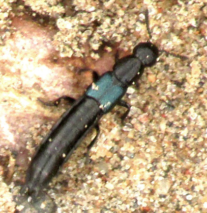 Cerulean Rove Beetle