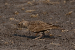 Eremopterix verticalis