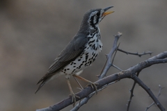 Turdus litsitsirupa