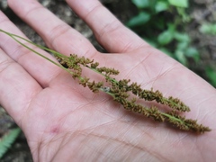 Anemia hirsuta