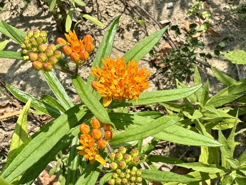 Asclepias tuberosa
