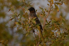 Pycnonotus barbatus tricolor