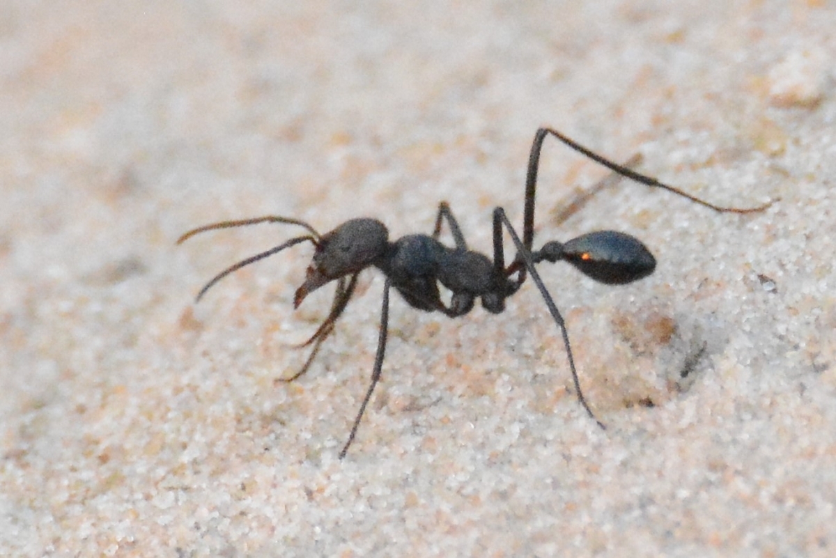 Ocymyrmex picardi