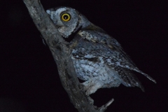 Otus senegalensis