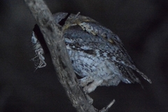 Otus senegalensis