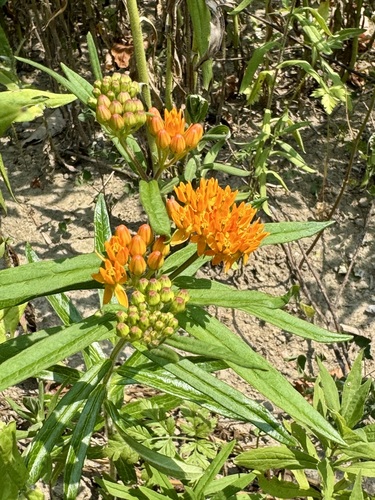 Asclepias tuberosa