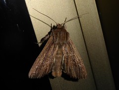 Ichneutica steropastis