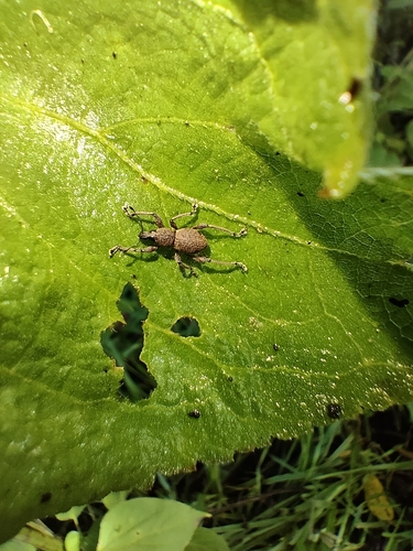 Broad-nosed Weevils