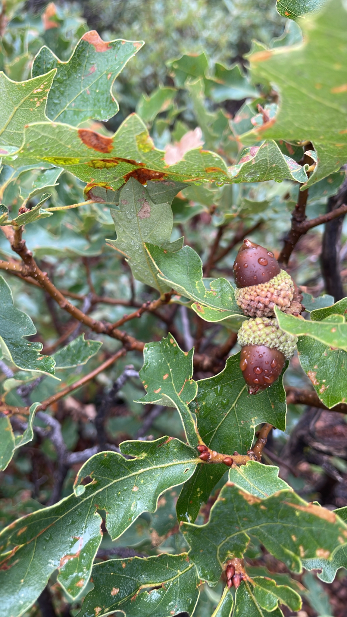 Quercus X undulata